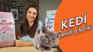 KEDİ SAHİPLENDİK!  |  İLK İHTİYAÇLARI