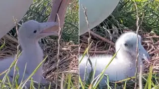 Royal Albatross~🦑  Dad is feeding his cute little one~6:50 PM 2026/02/04