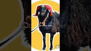 Chhatrapati Shivaji anchangiri macha❤️ amazing video 😍😍