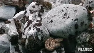 Leglo poskoka - The litter of Horned viper