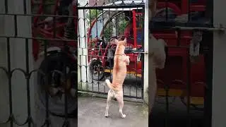 Brave Protector in Action #shorts #ytshorts #leo #dbrownmixstudio #dog #guard