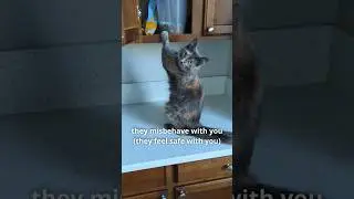It's a bonding thing 😻 #shorts #cat #funny #catvideos