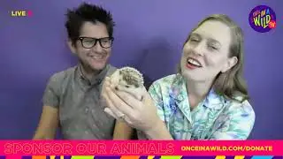 Do hedgehogs make good pets? Rikky joins us for Once in a Wild Wednesday & meets some critters!