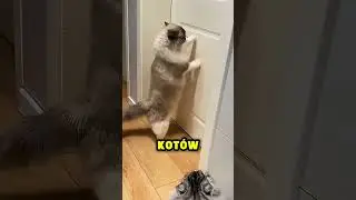 W ten spos&oacute;b ograniczasz kota!! 😿🚫🐱