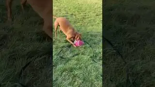 Why have one ball when you can have two?! 🤣🙈🐾