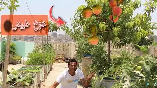 انت متخيل !! سطحك هيبقي جنة فواكة وخضروات _ تقدر تستفاد منة