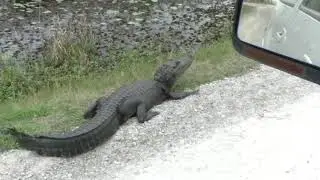Lacassine Wildlife Refuge Nature Drive 2019, SW Louisiana