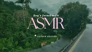 [ASMR] 25mins of Post-Rain Forest Serenity 🌲 Dog Walk, Nature Sounds (white noise, study,  relax)