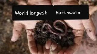 World largest Earthworm | Giant Gippsland Earthworm |Australian Earthworm
