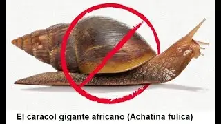 EL CARACOL GIGANTE AFRICANO en PERU