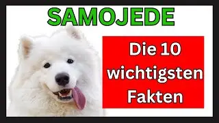 Samojede Hunderasse 🐶 Die 10 wichtigsten Fakten