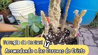Organizando mi Jardin y Arreglo de Cactus rescatados😁  