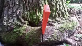 Stem Girdling Root extraction