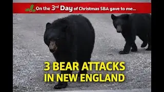 Scary Bear Attacks: Real Bear Attacks That Shocked New England