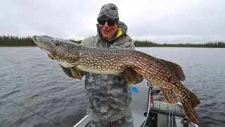 New Crawdad Color Dardevle Catches Large Pike!