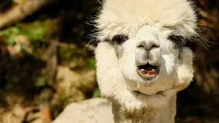 #Alpaca #Sound #Effect
