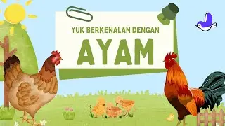 Yuk Berkenalan dengan Ayam
