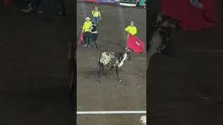 Women Tossed by Charging Bulls in Wild Costa Rican Bullring