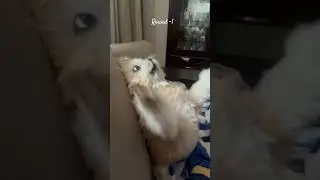 Round -1 [fight]🥊  #pawsome #doglover #dog #love #yt #travel #youtubeshorts #