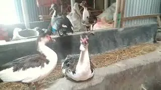 Relaxing Ducks Resting Indoors | Calm Duck Moments at Home