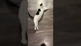 Funny cat #subscribe #cat #catvideos #bestshortsever #youtubeshorts #funny #reels #animals #cutecat