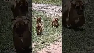 Cute Little Lion Cubs Running (Maasai Mara, Kenya 2025)