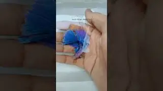 Double tail Betta fish 😍 || #fish #shorts