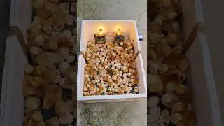 How to make incubator Chicken in home real box DIY