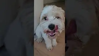 #cute #funny #cavapoo #puppy #love you