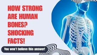 HOW STRONG ARE HUMAN BONES &mdash; THE ANSWER WILL BLOW YOUR MIND #HumanBones, #BoneStrength #AnatomyFacts