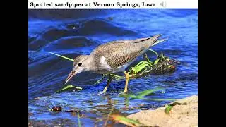 Noting Nature in Winneshiek County - August 18, 2021
