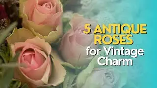 Top 5 Antique Roses for Vintage Charm