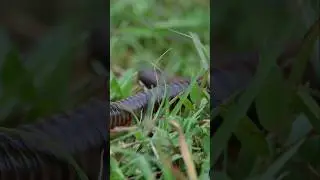 Narceus americanus millipede || #insect #wildlife