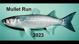 Mullet Run 2023 Jupiter FL (Drone) HD