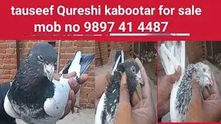 Tausif kuraishi kabutar for sale Rampur  || Indian breeds 