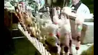 Why Keep Kosher?