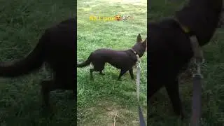 Na Lipně-ps&iacute; t&aacute;bor😻mocc užit&yacute; t&yacute;den🐩🫶🏻