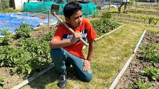 A day at the allotment