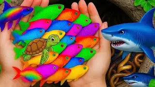 Catching Beautiful Color Fish, Turtle & Crab in the Wild Pond!