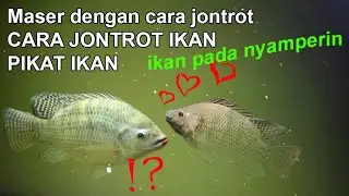 Cara jontrot ikan, pikat ikan Maser ikan dengan cara jontrot bikin ketagihan.