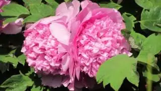 Peony 芍藥 and 牡丹