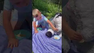 🧺Have a picnic with the little pony!🐎 📷Video by @jeskabelisle #stuffedanimals #plushtoys #horse