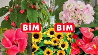 📢ЯРКИЕ ЦВЕТЫ ПРИБЫЛИ В BİM🎊 ГИДРАНАТНОЕ УКРЕПЛЕНИЕ В ВОДЕ 💯 МОИ БАЛКОННЫЕ ЦВЕТЫ❤️#vlog#flowers#ex...