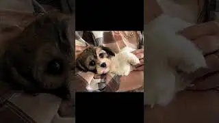 Cavachon Puppy Steals the Show in Adorable Christmas Moment #Christmas #Dogs #MerryChristmas2024