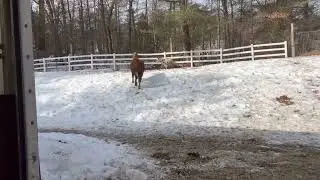 250304 Willow Has Wet Rump -Goldy's Farm (FB 2046)