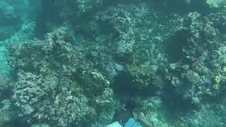 Motalava diving