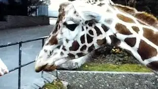 København Zoo September 1971. Digitalt scannet.