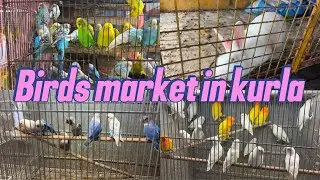 Birds market in kurla || nehru nagar birds market || adil khan ak vlog