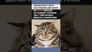#юмор #шуточное #мем #прикол #смех
