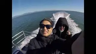 Whale watching in Steveston, Richmond B.C.